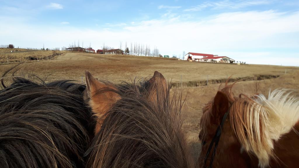 Geysir Hestar Hostel Haukadalur Екстериор снимка